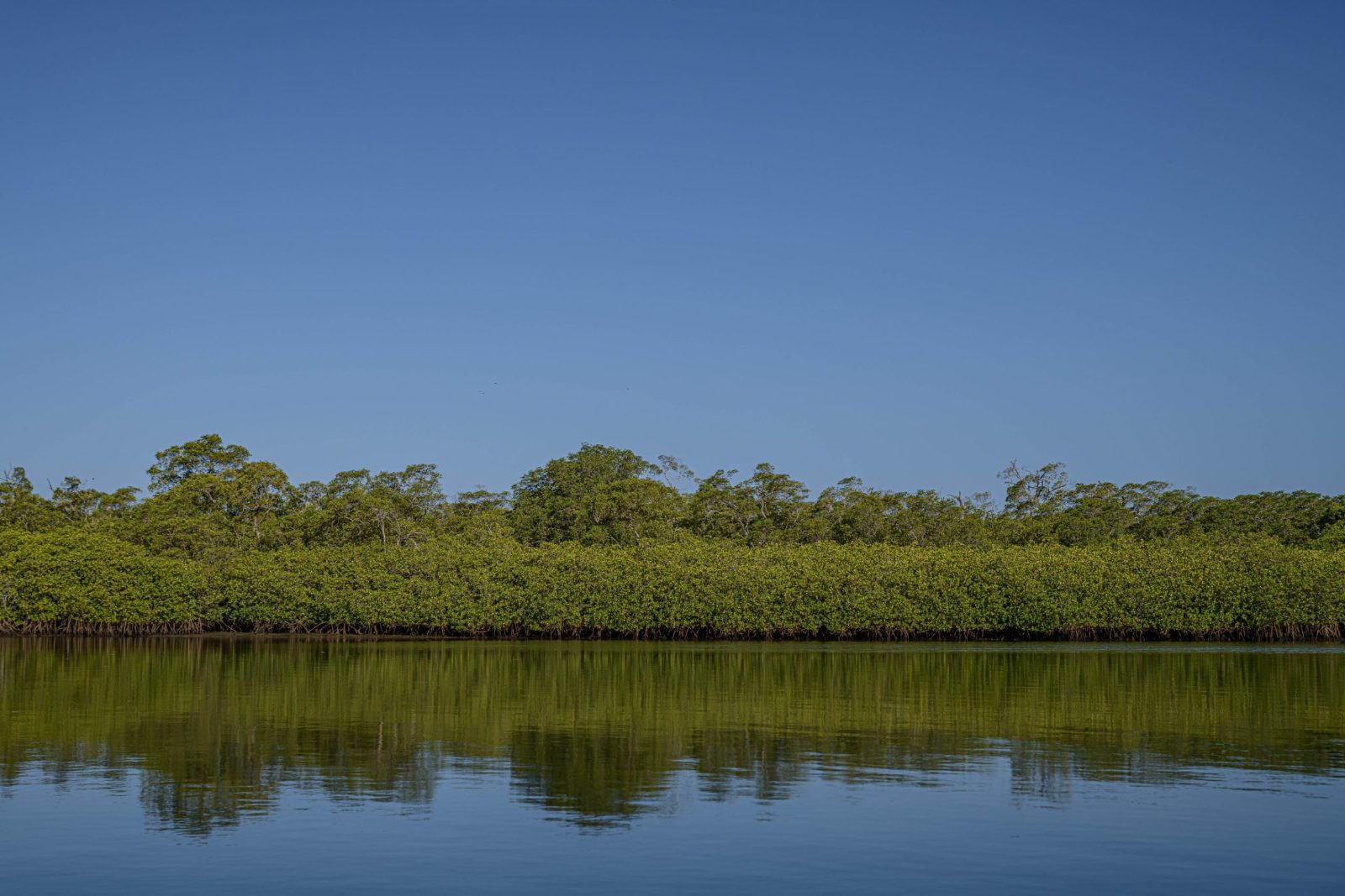 Estuary Mangrove Entrance