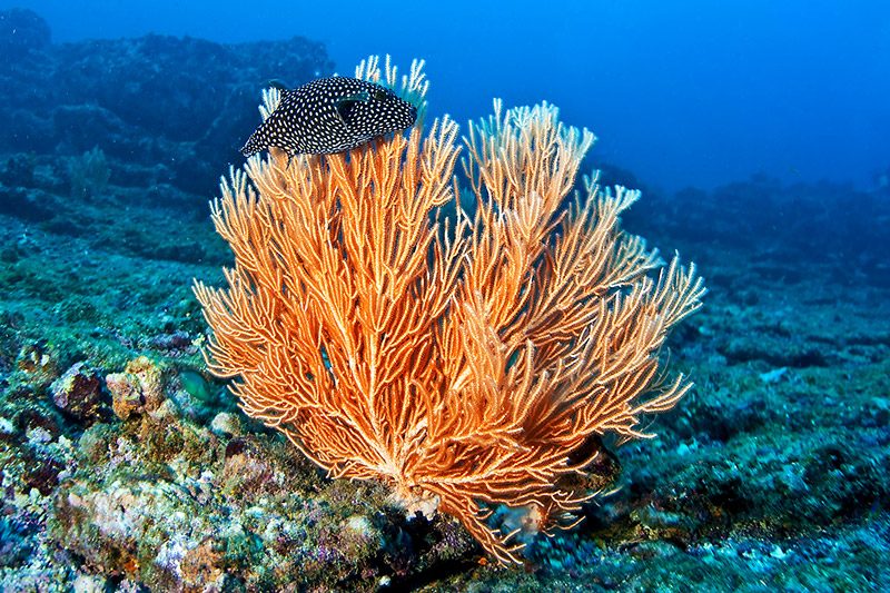 Coral Platforms