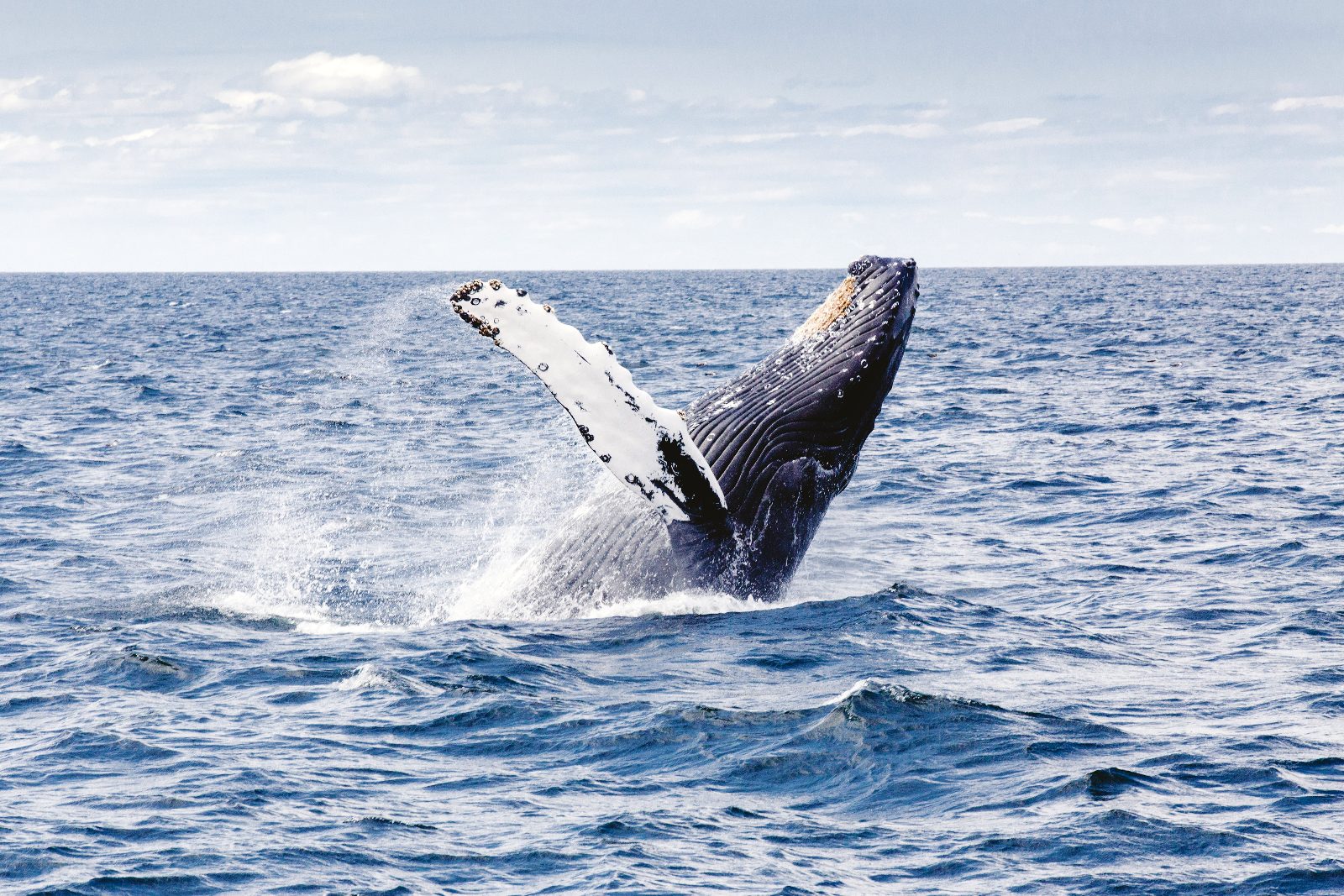 Marine Breeding Sites
