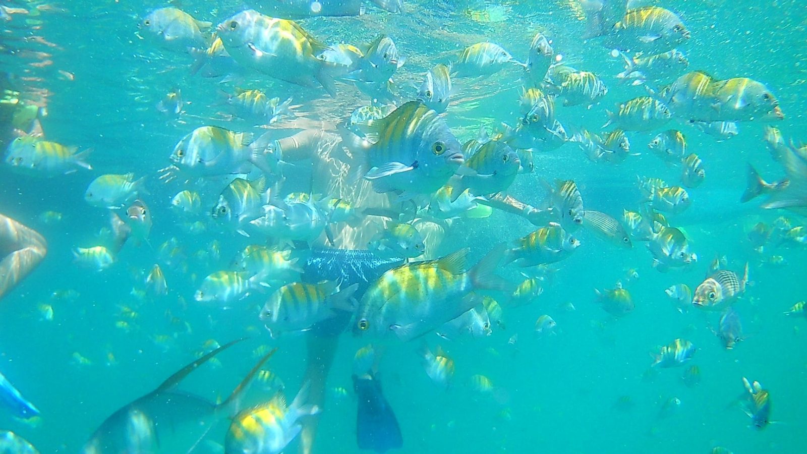 Coral Reef Outcrop