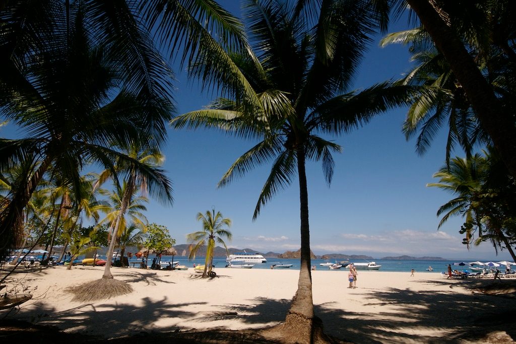 Coconut Palm Grove