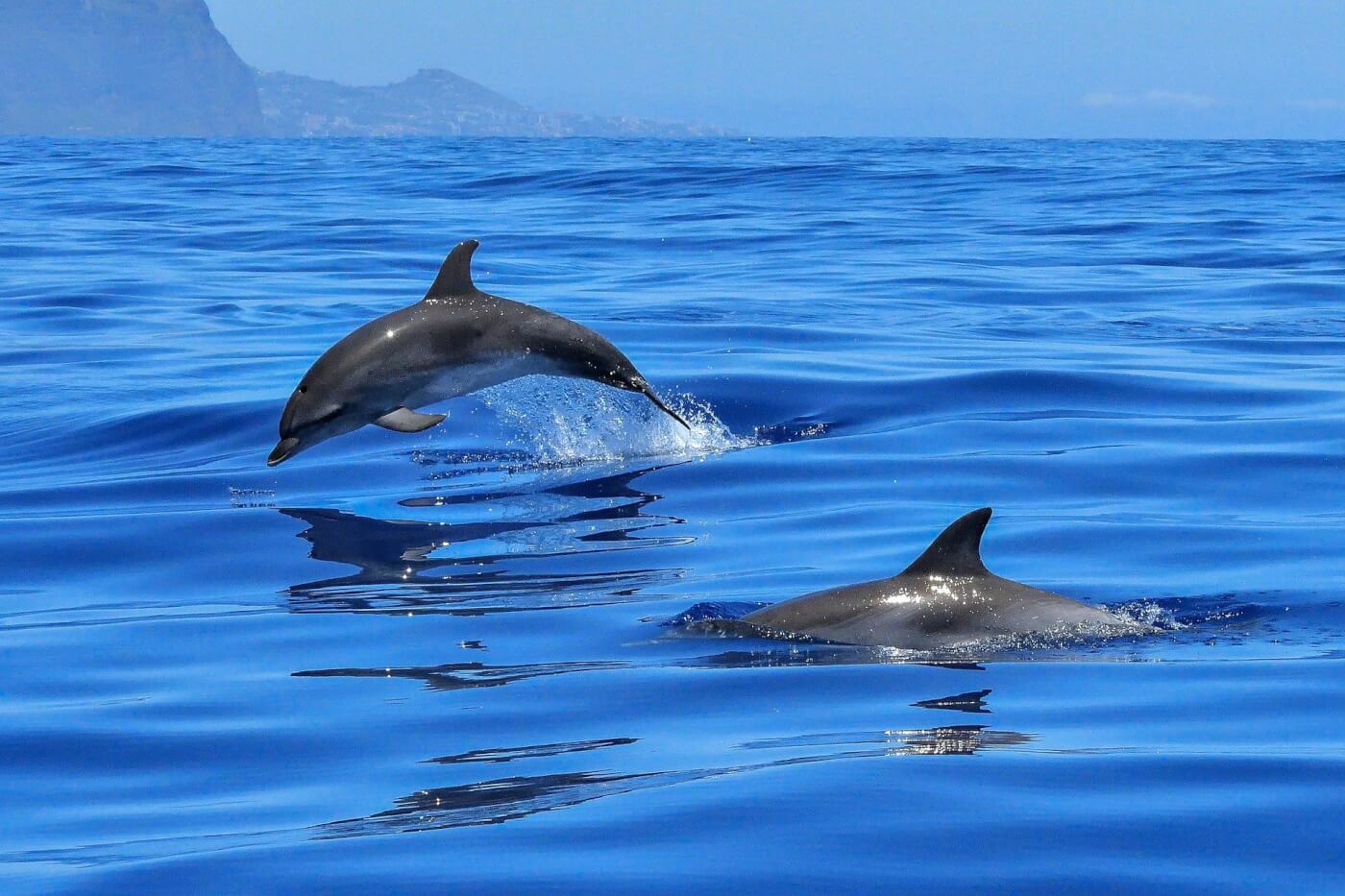 The Dolphin Habitat