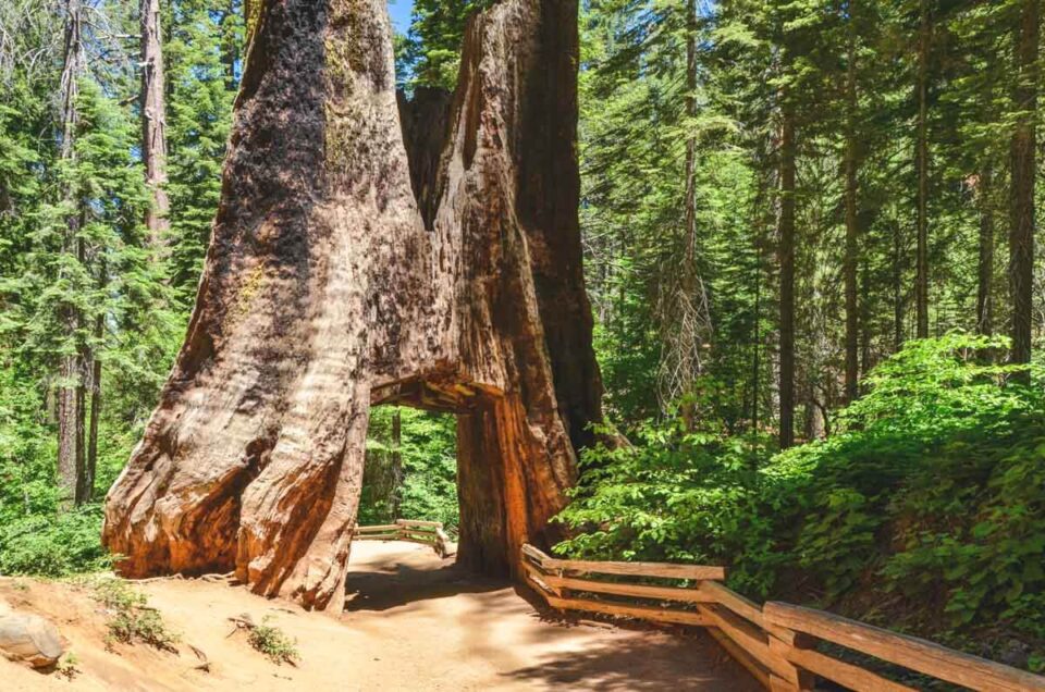 Giant Sequoias Walk