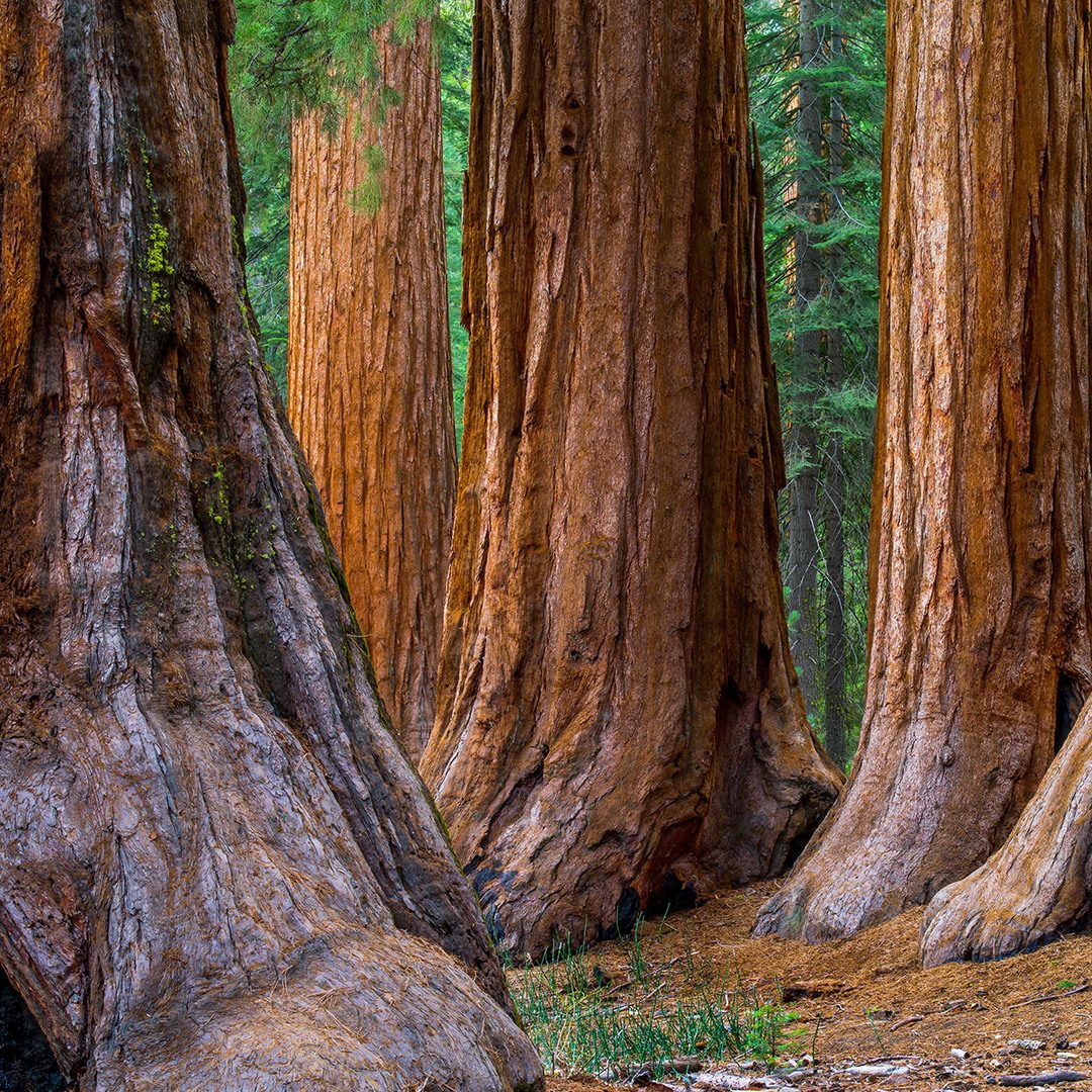 Mariposa Grove of Giant Sequoias