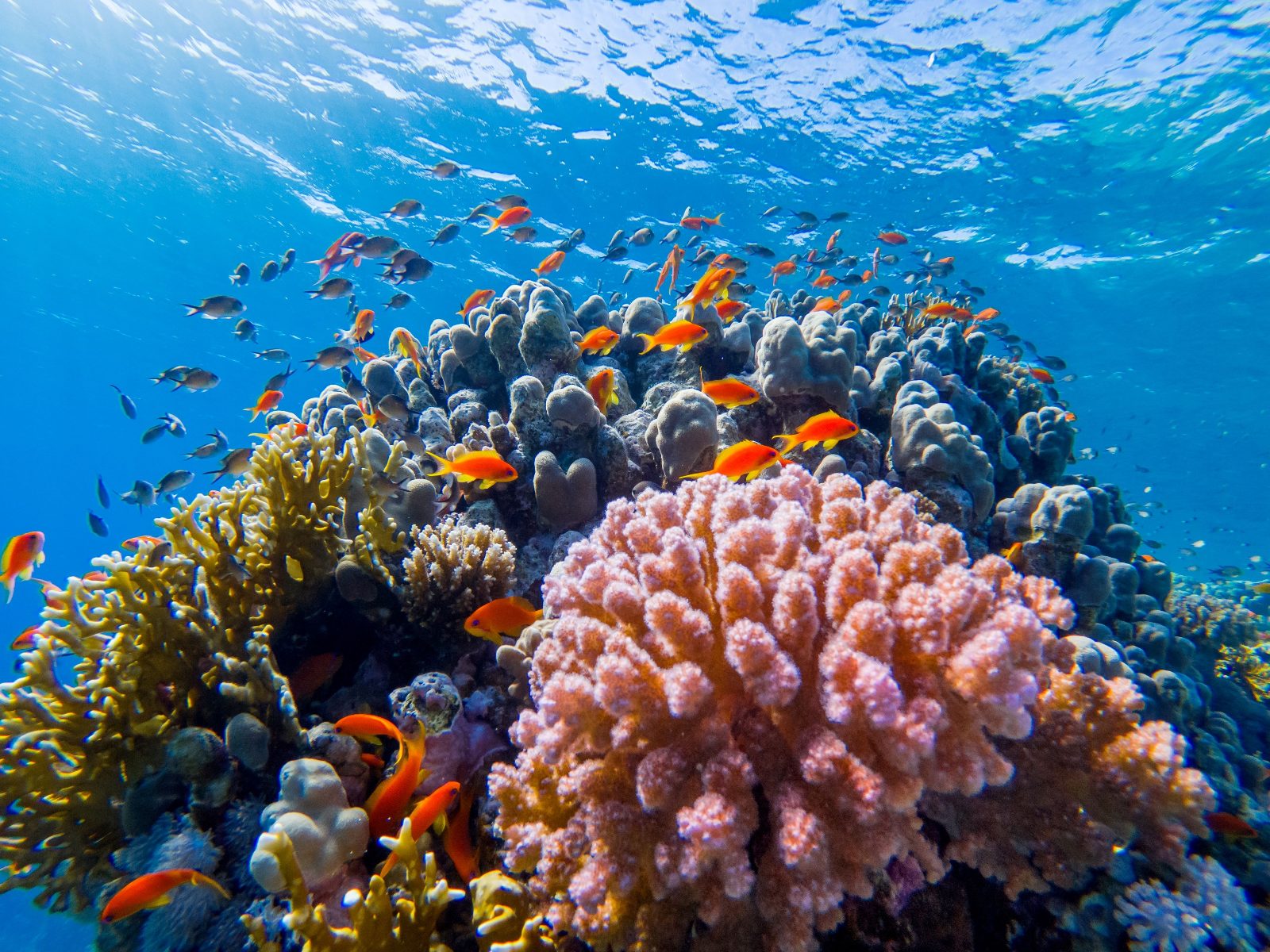 Ras Mohammed Main Reef