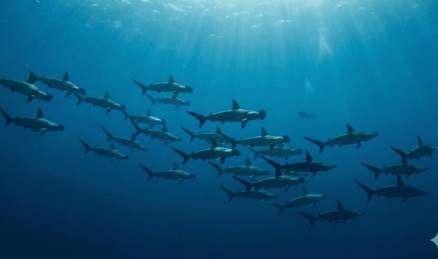 Shark Reef Plateau