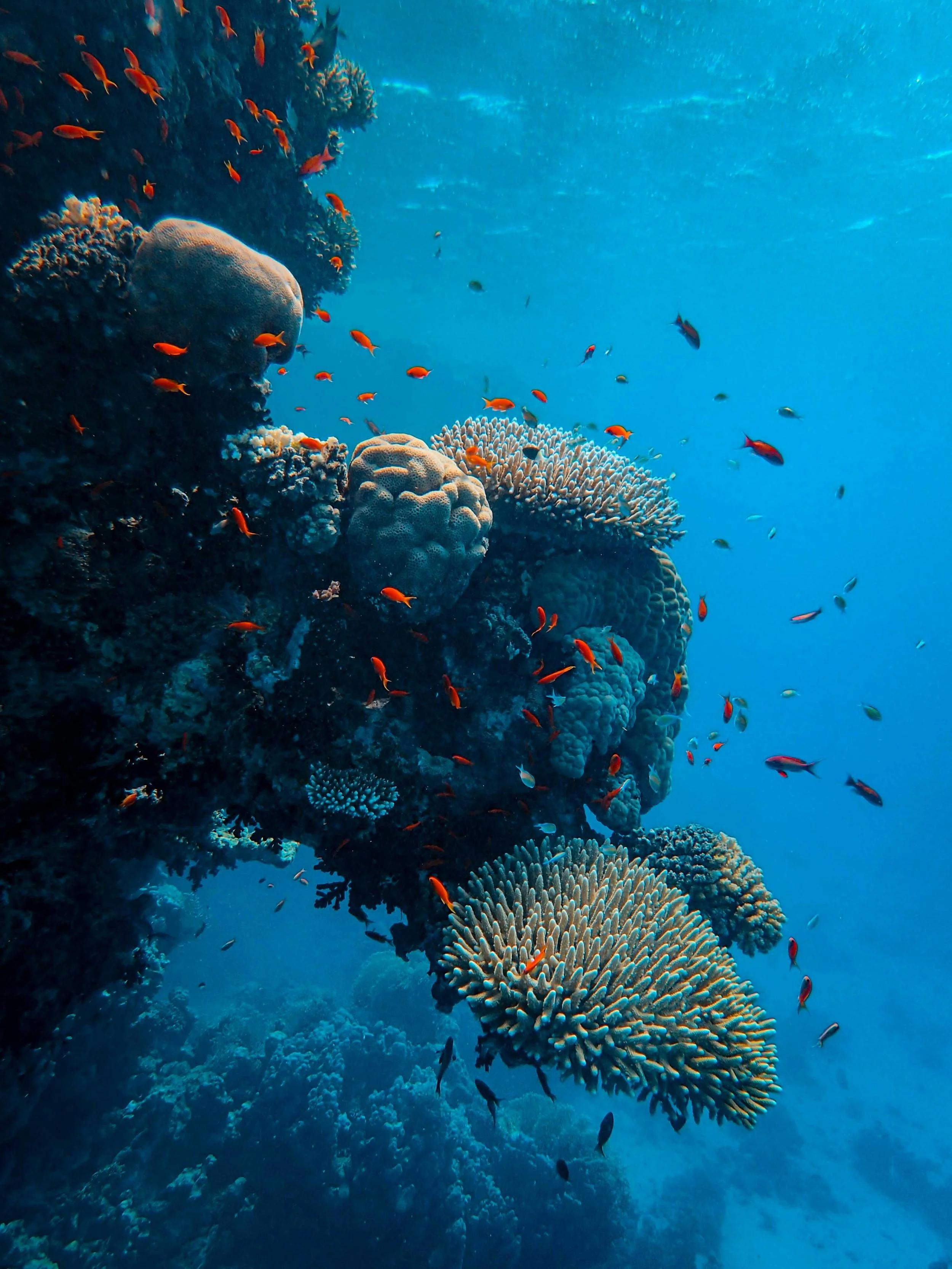 Scuba Diving in the Red Sea Egypt