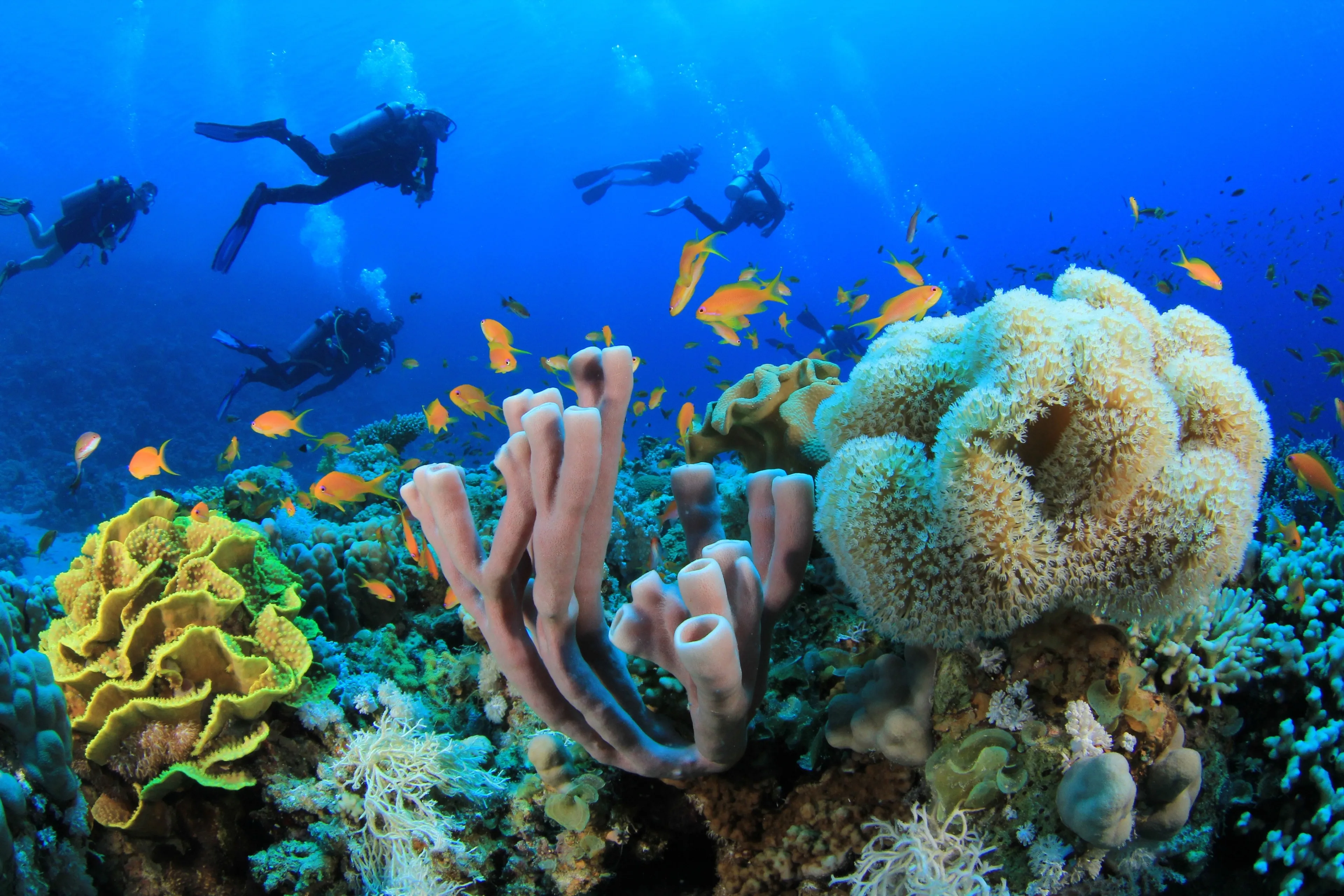 Red Sea Scuba Diving Resort