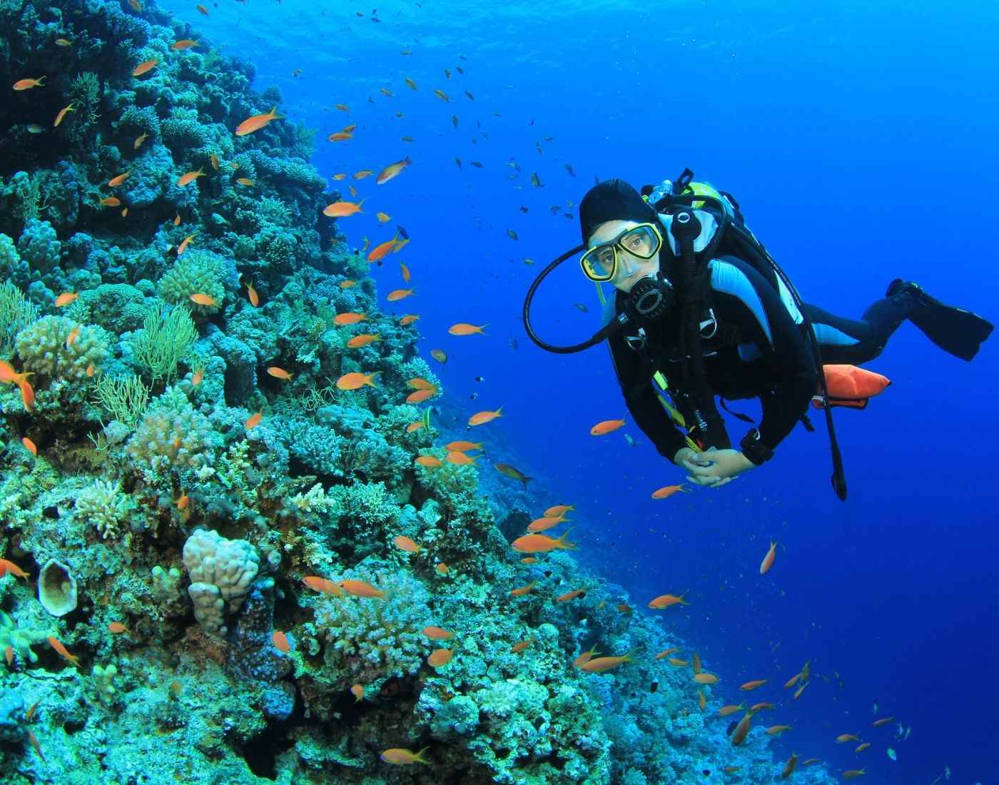Red Sea Scuba Diving Saudi Arabia