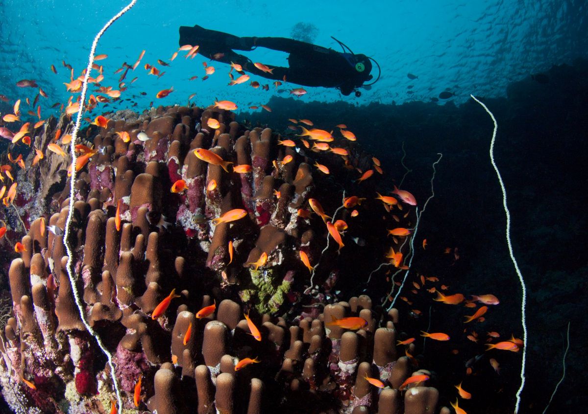 Seven Sisters Coral Reef