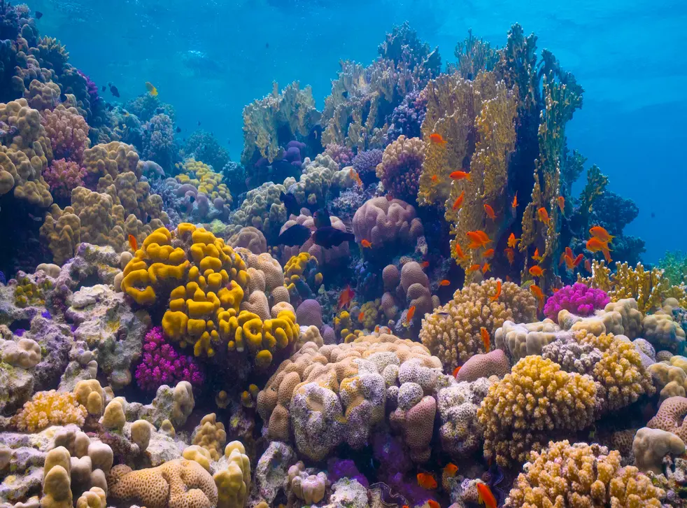 Al-Wajh Reefs