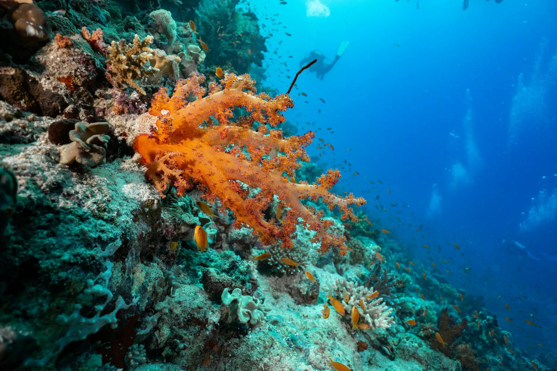 Elphinstone Reef