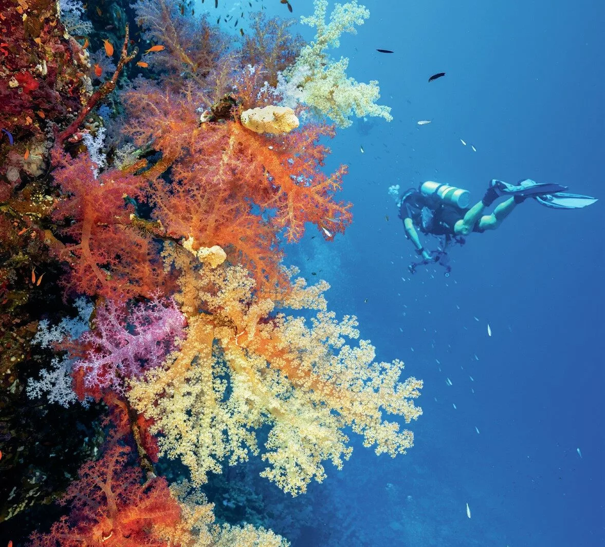 Daedalus Reef