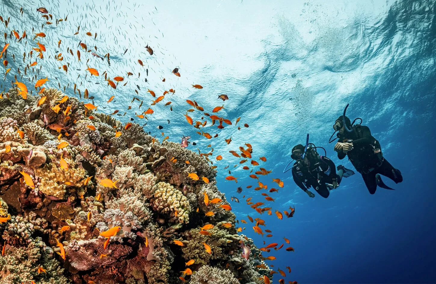 Red Sea Scuba Diving Packages