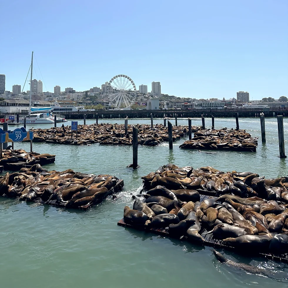 Pier 39