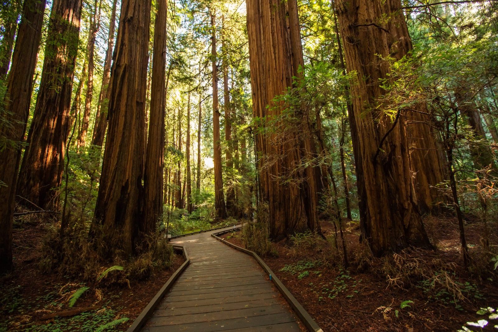 Muir Woods Sausalito Tour