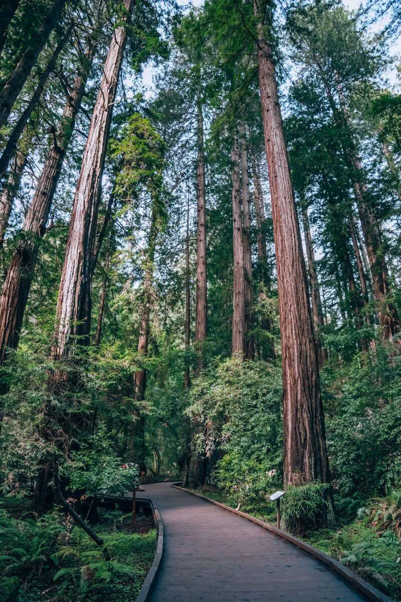 Muir Woods Main Trail