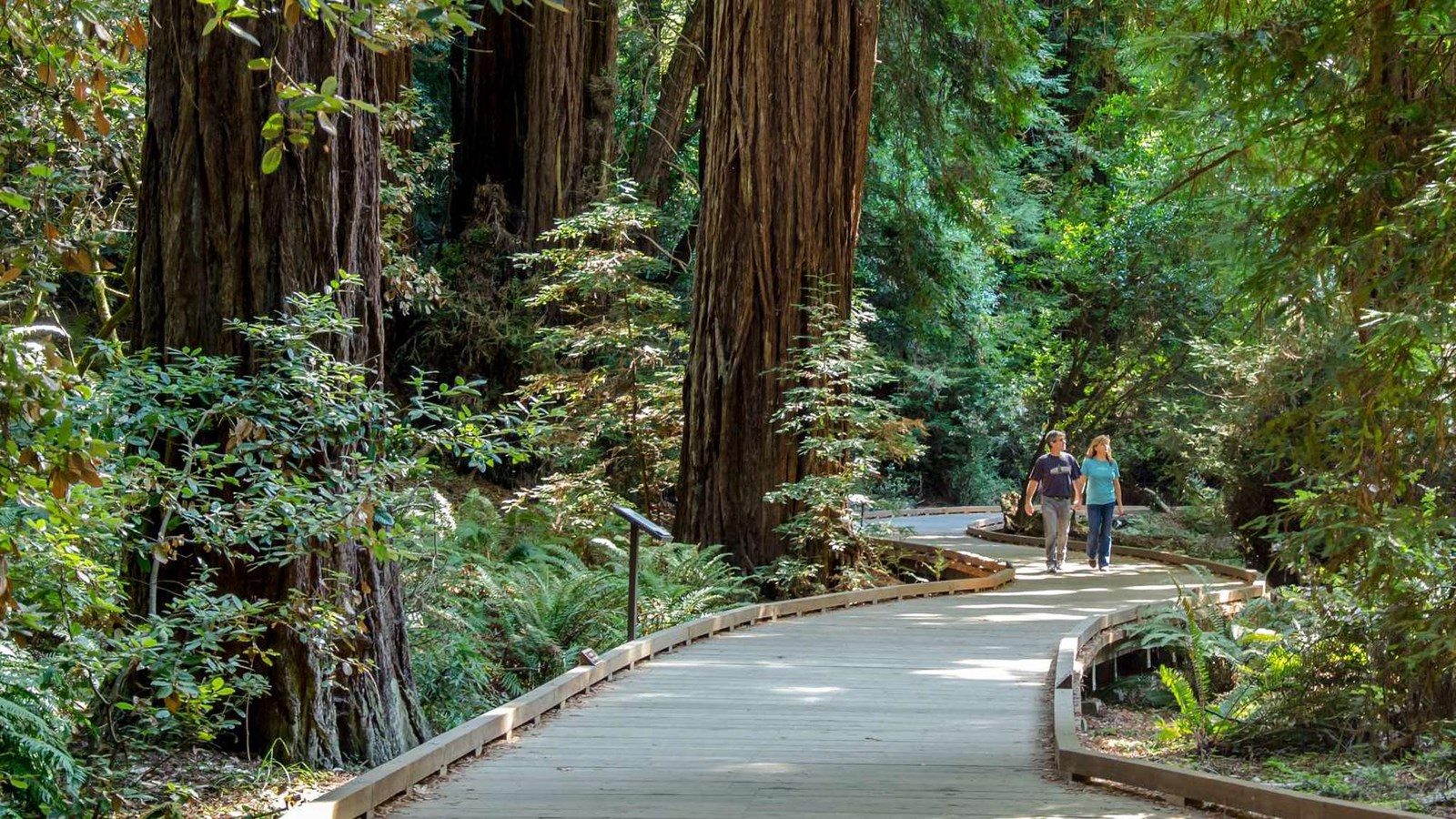 Your experience at Muir Woods Sausalito Tour