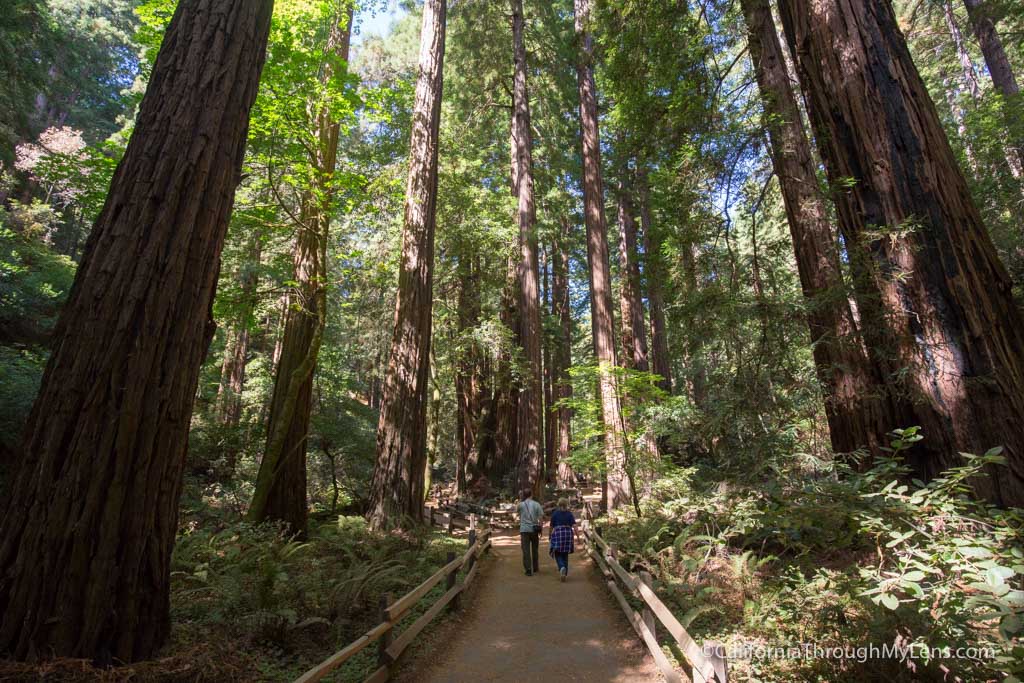 Founders Grove