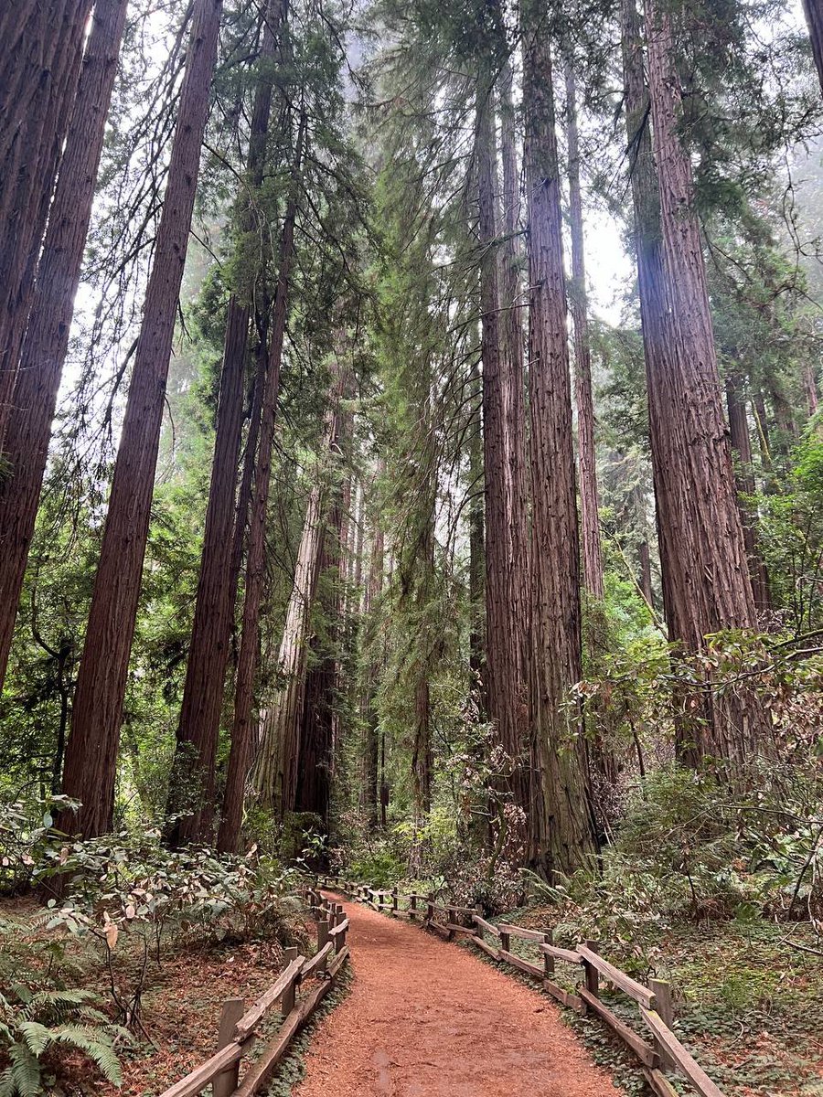 Your Muir Woods Sausalito Tour Overview