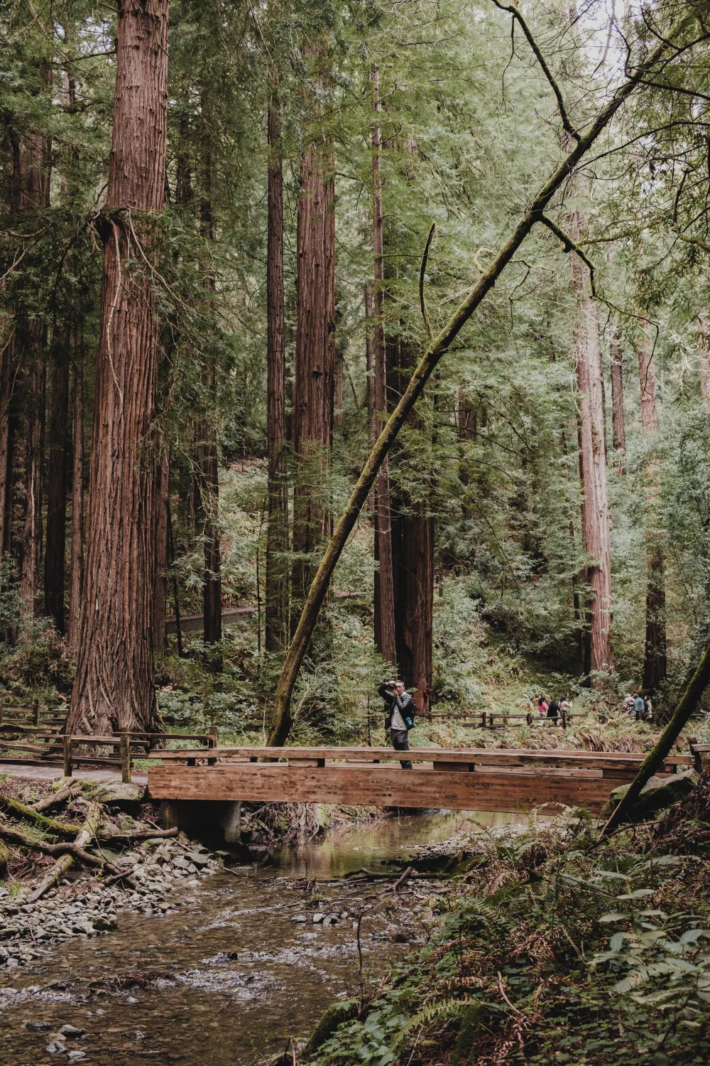 Redwood Creek Bridge 3