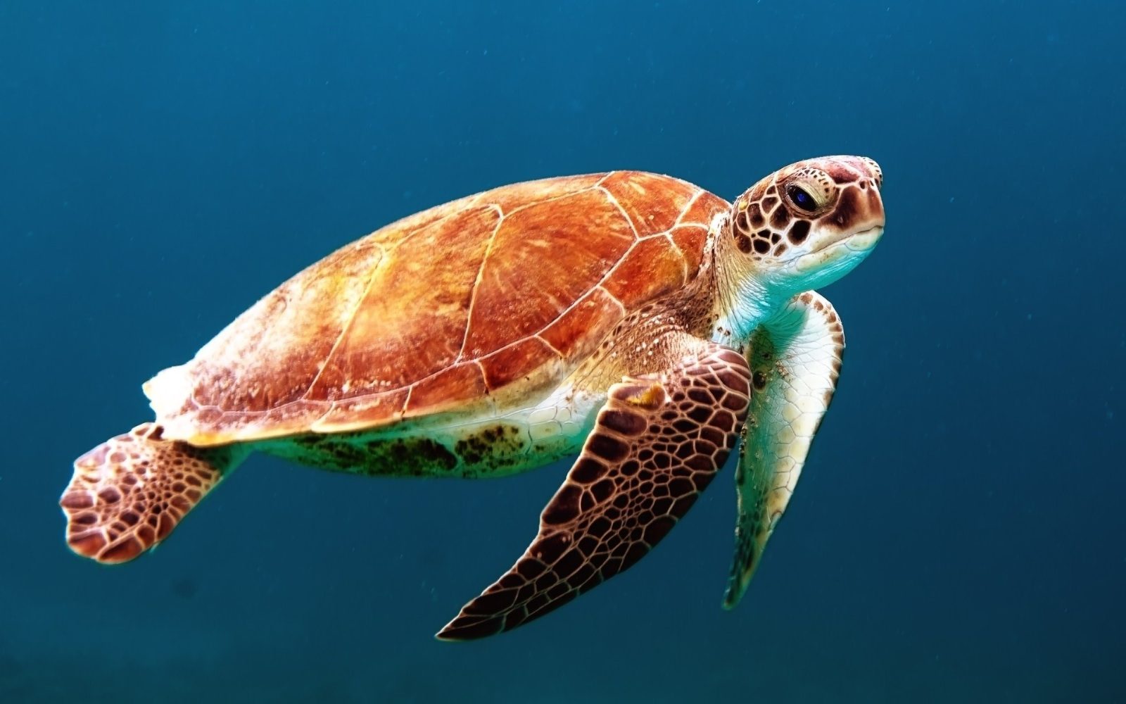 Marine Life Viewing