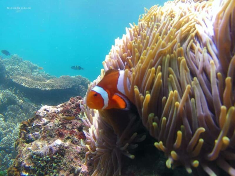 Tanjung Jepun Coral Garden