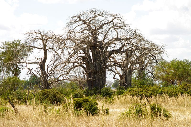 Your Mikumi Safari from Zanzibar Explained