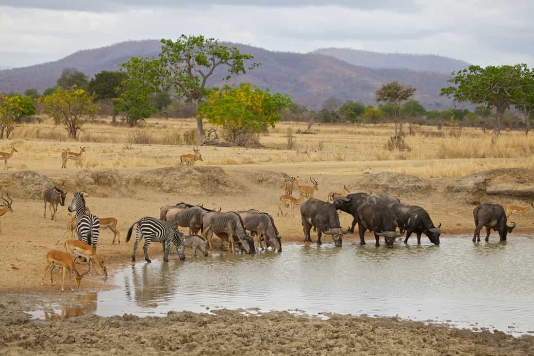 Mkata Floodplain