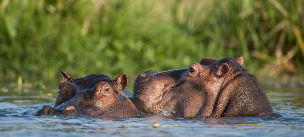 Hippo Pools