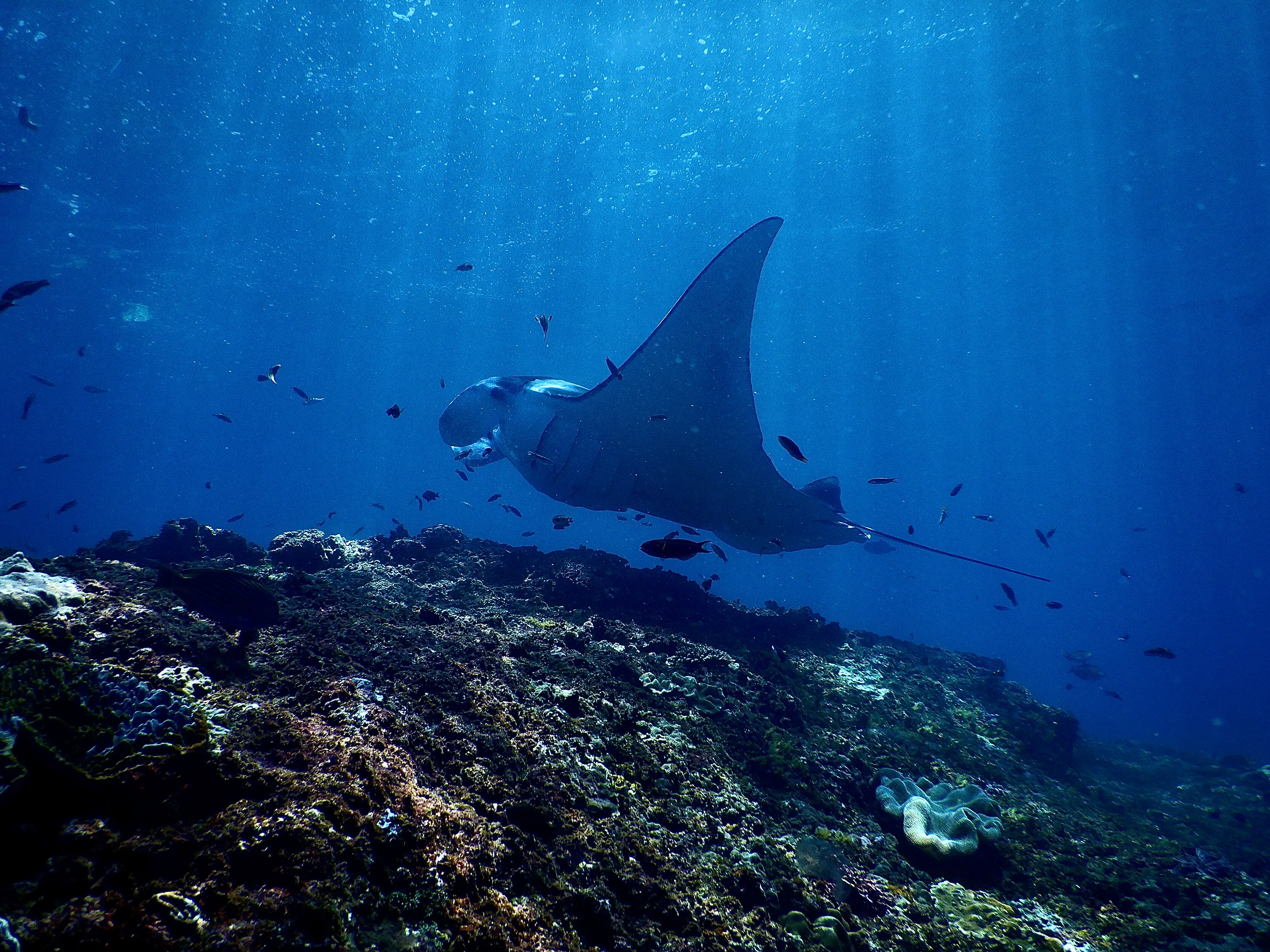 Manta Point