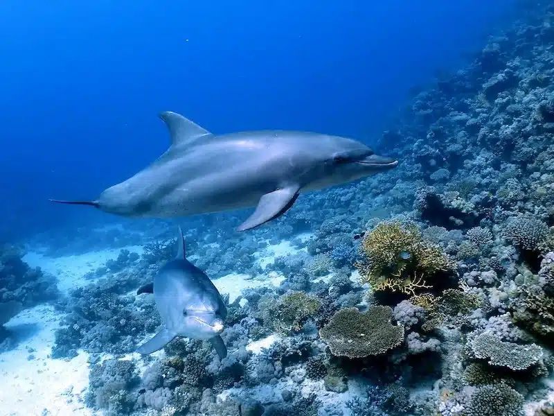 Shaab El Erg Dolphin House