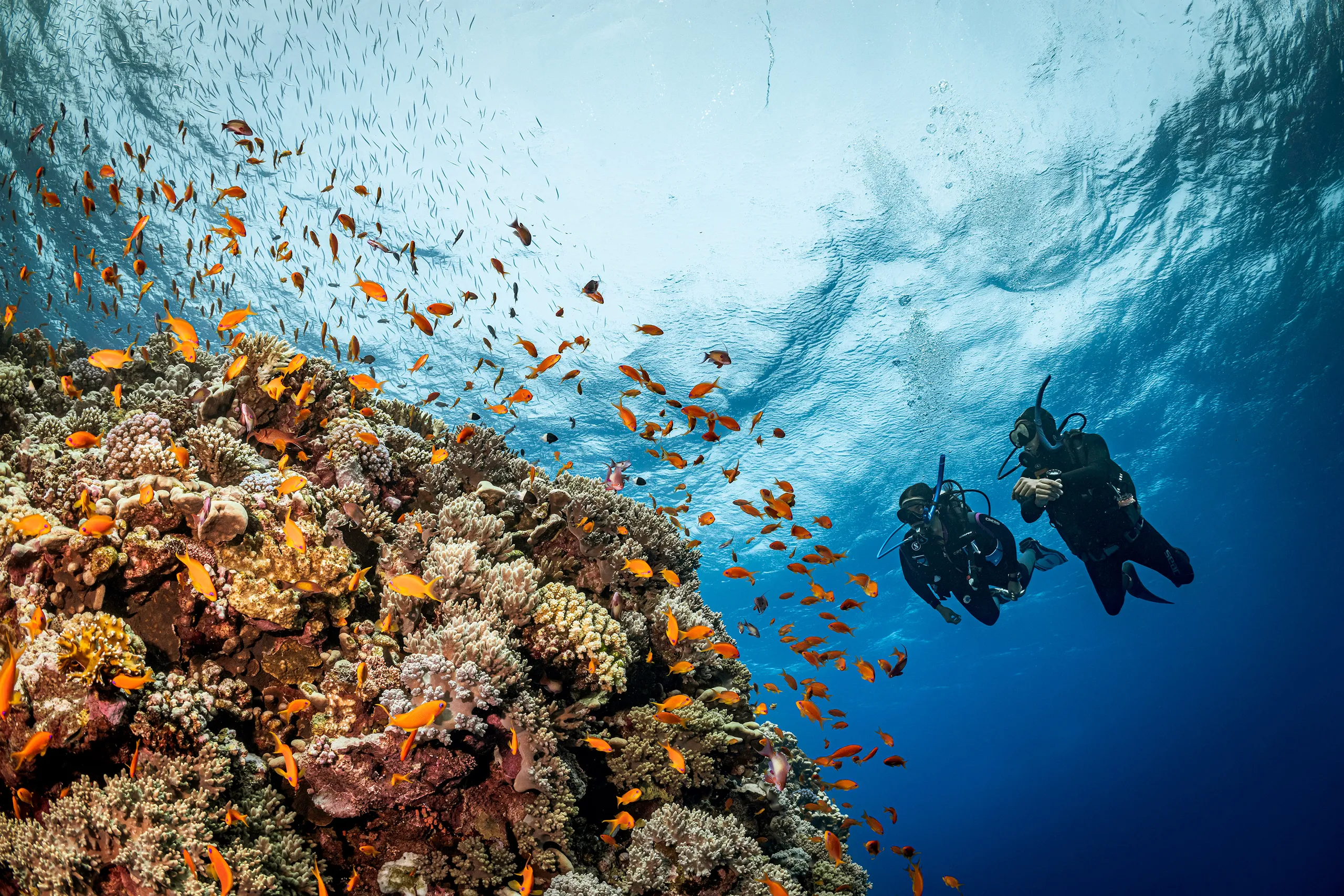 Carless Reef Drop-off