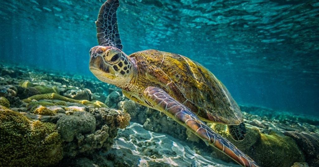 Turtle Reef