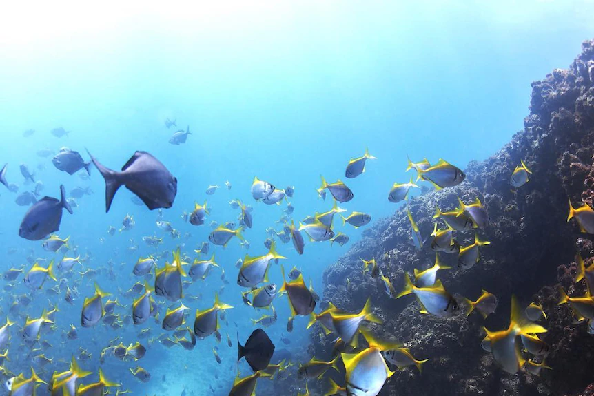 Coral Gutter