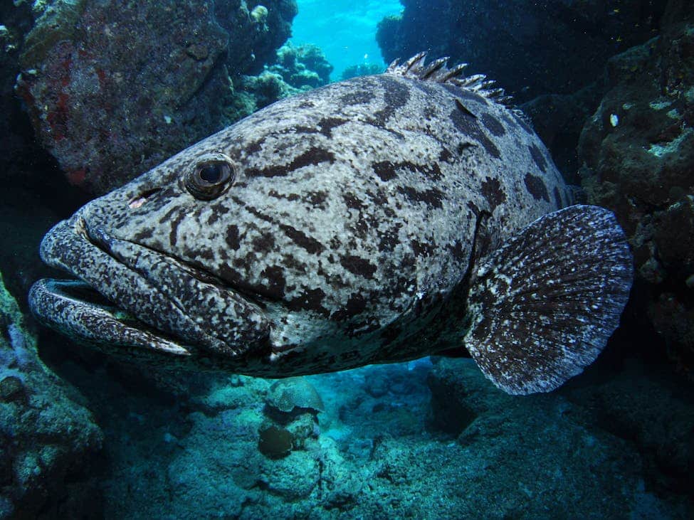 Cod Hole