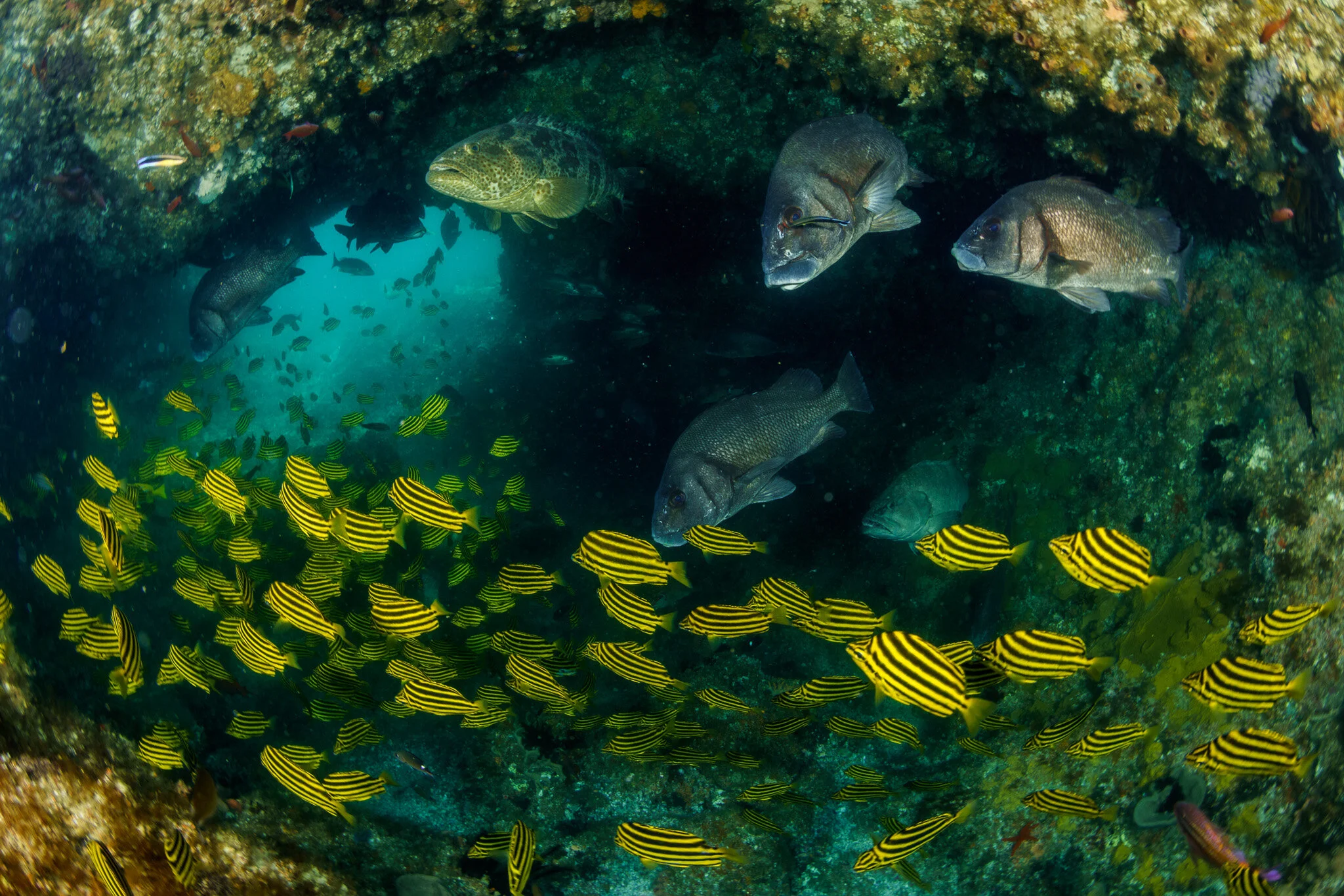 The Cod Hole