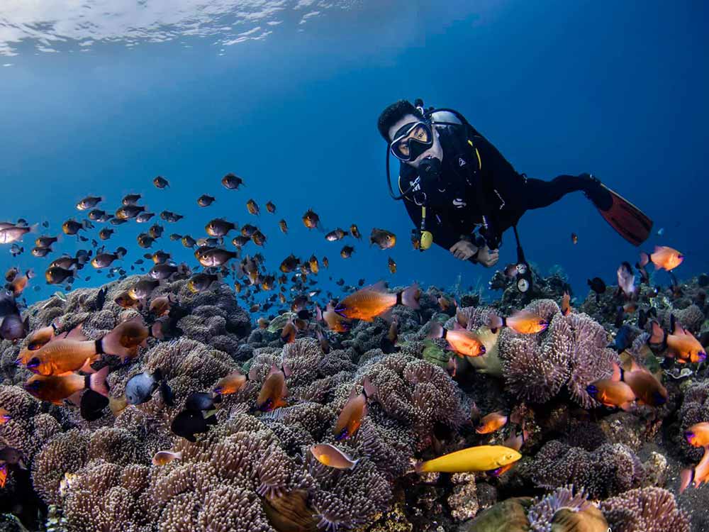 Coral Garden Shallow