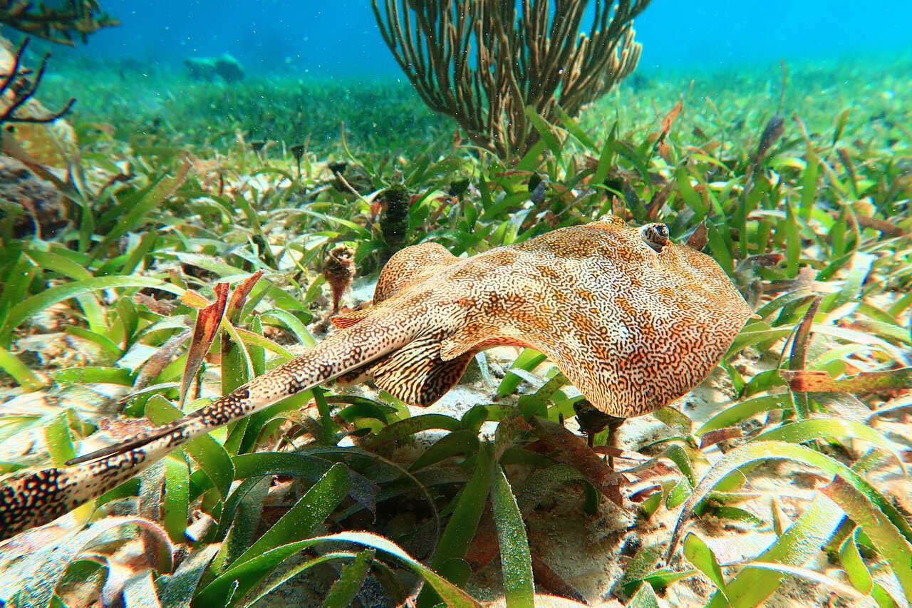 Puerto Morelos National Reef Park