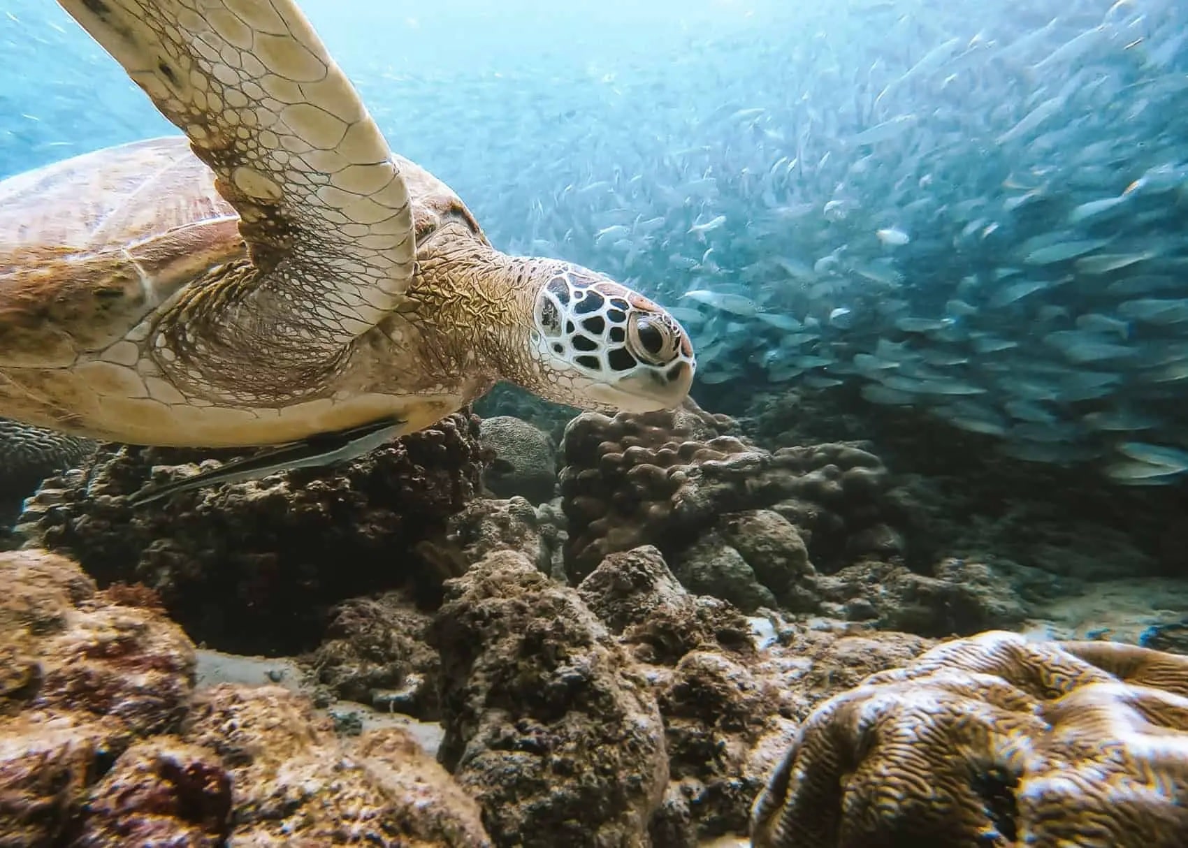 Bulawit Turtle Sanctuary