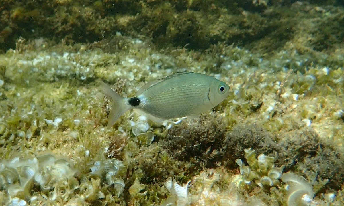 Reef Fish Habitat