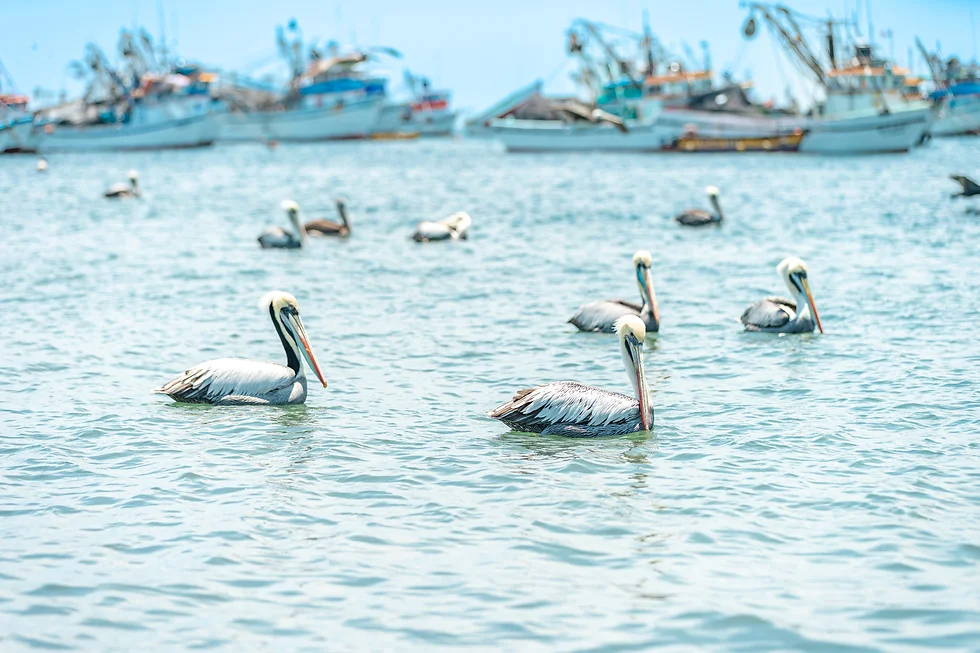 Bird Island