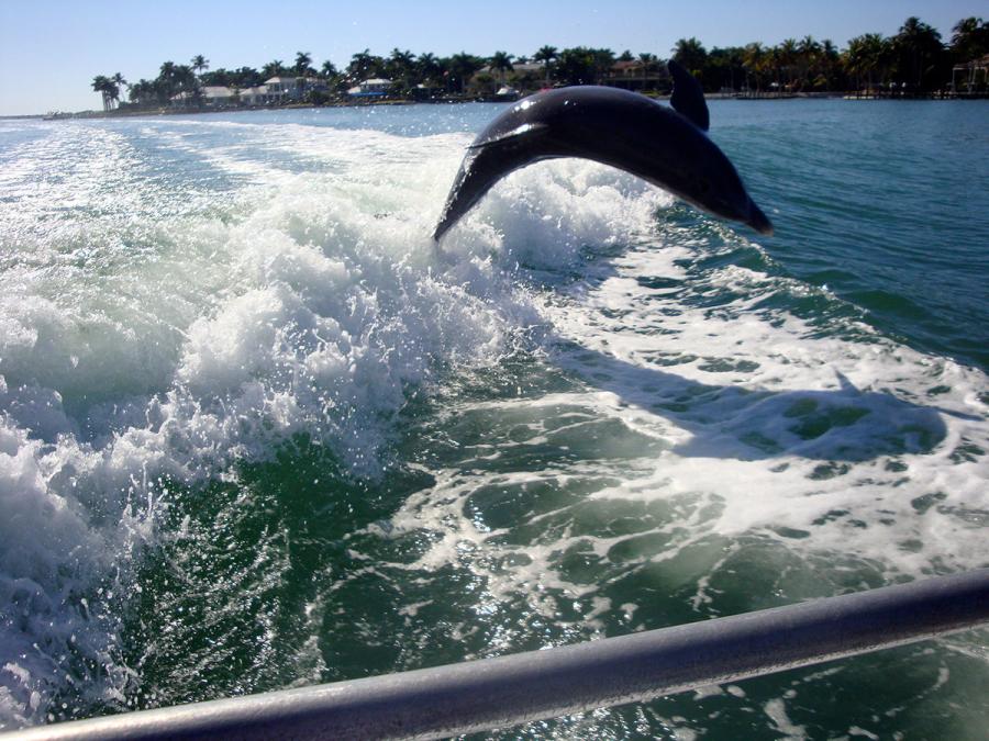 Destin Dolphin Cruise