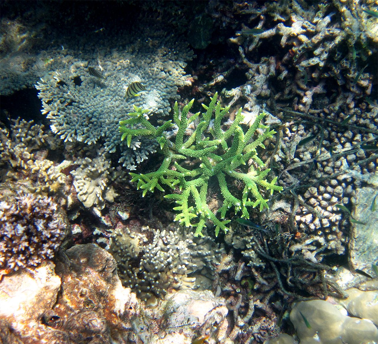 Loh Samah Bay