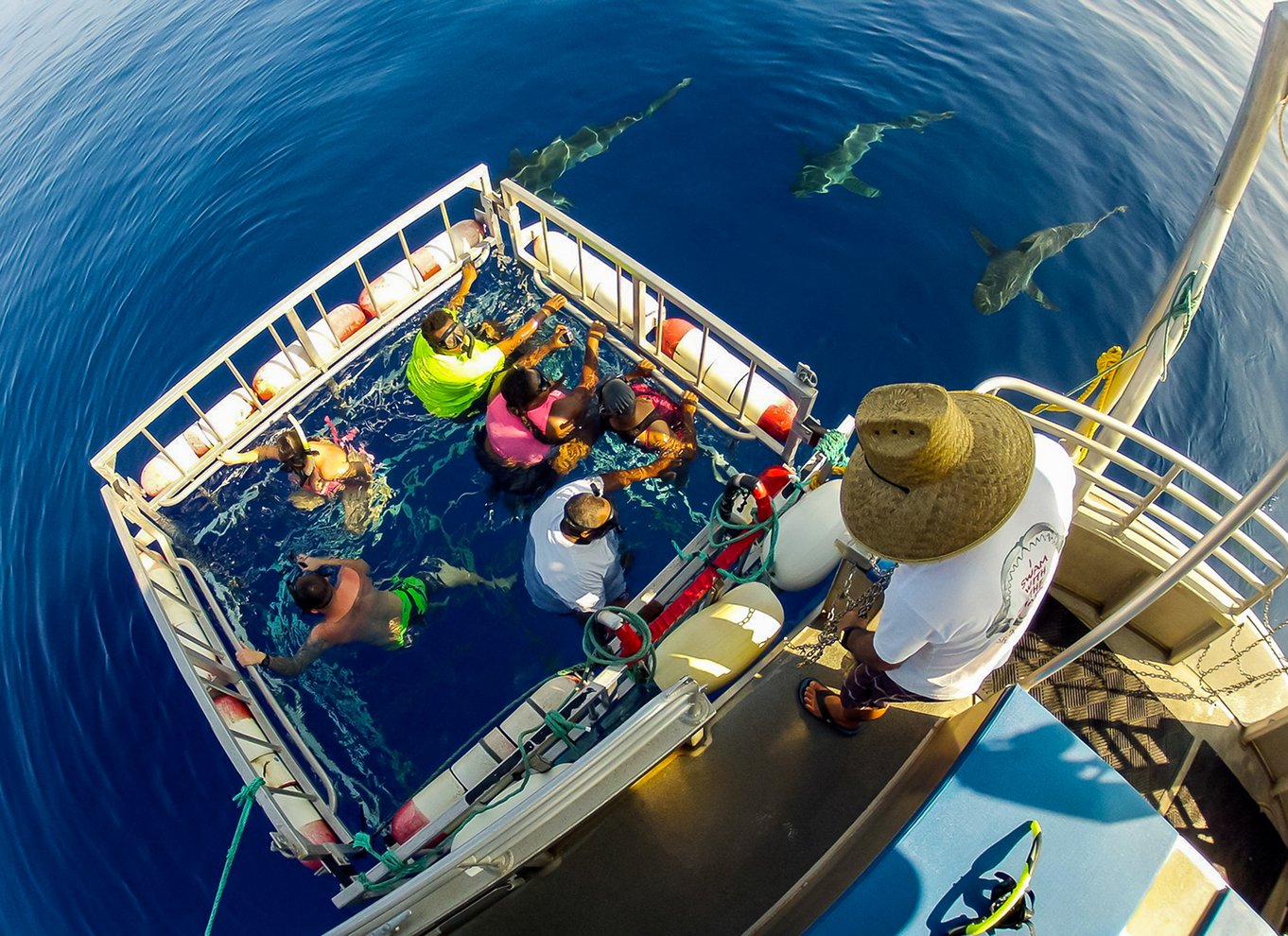 Oahu Shark Cage Diving