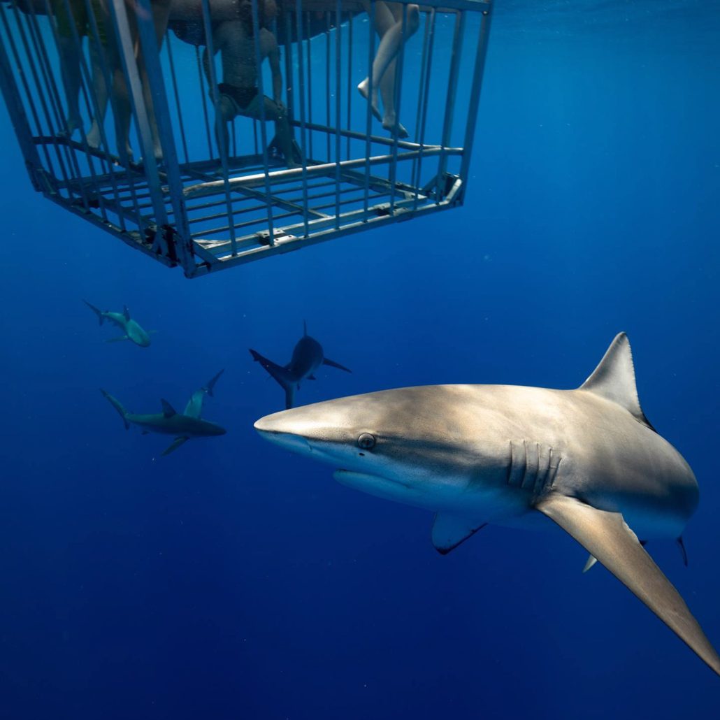 Your experience at Oahu Shark Cage Diving