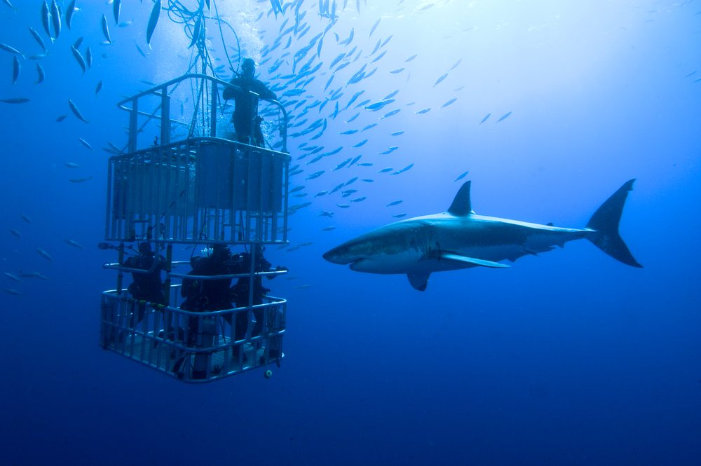 Cage rotation and shark viewing