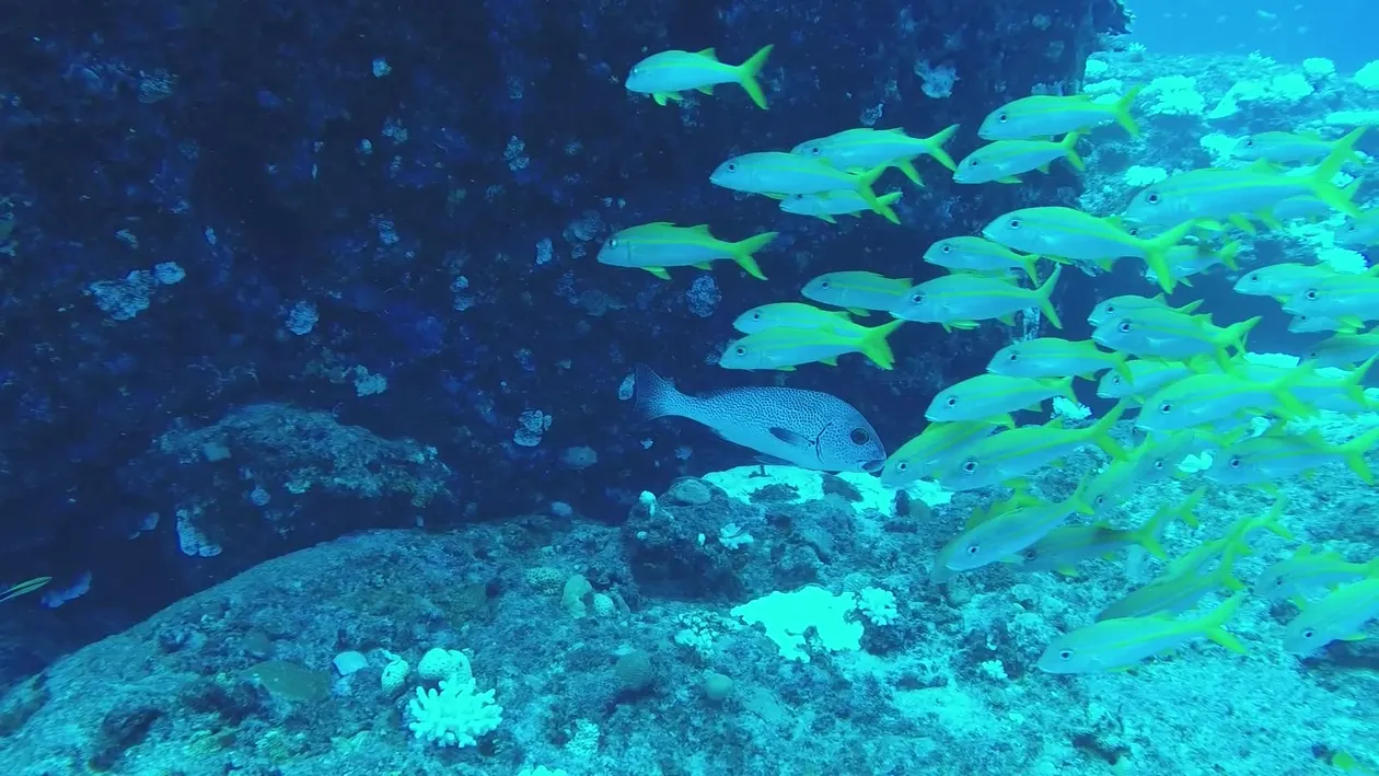 Marine Biodiversity