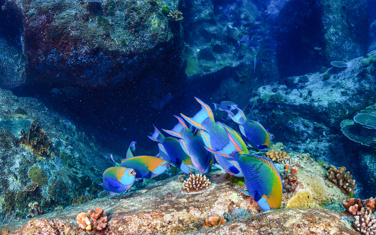 Gamat Bay
