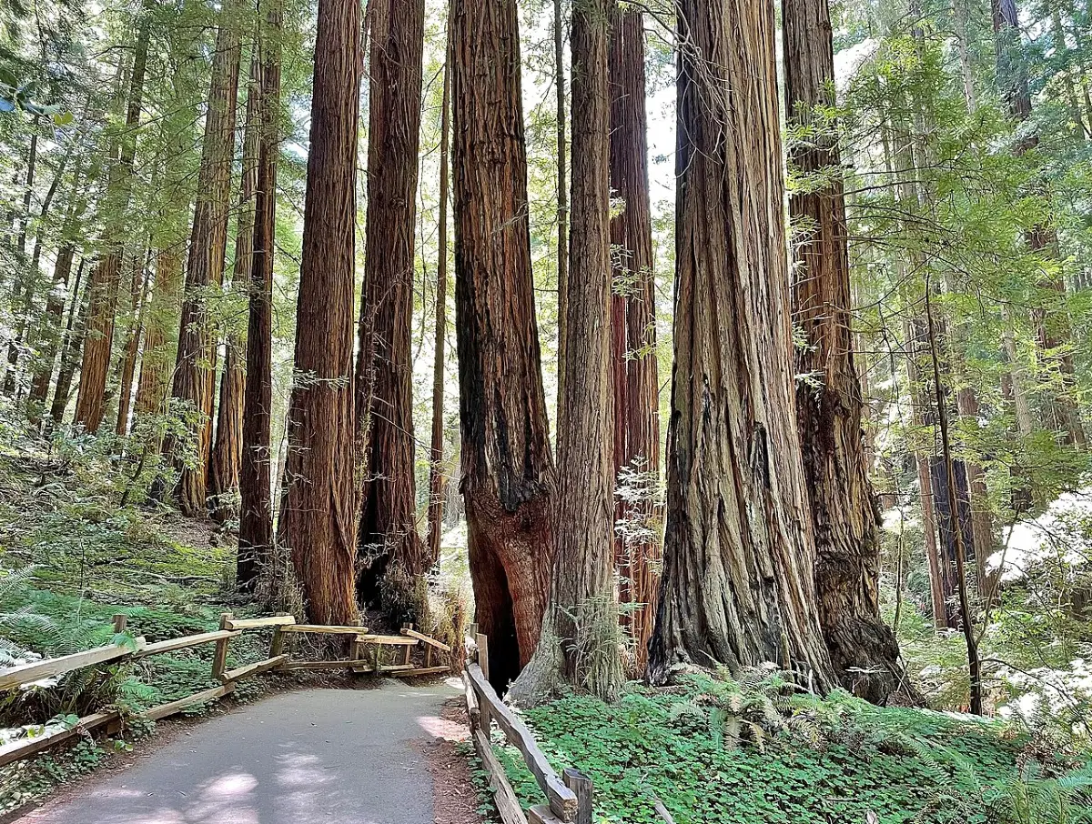 Does Muir Woods Have Giant Sequoias
